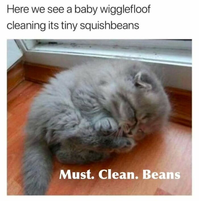 Fluffy gray kitten cleaning its tiny paws on wooden floor, a funny cat meme perfect for cat meme lovers.