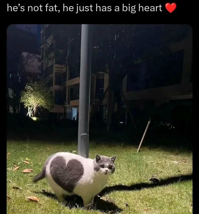Cat with a heart-shaped patch on its fur sitting on grass at night, perfect for cat memes lovers and fans.
