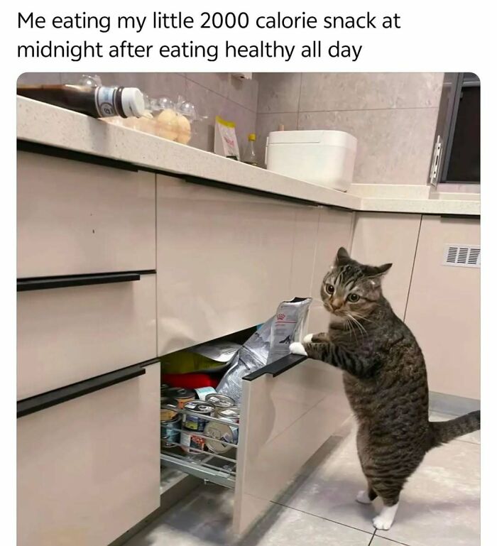 Tabby cat opening kitchen drawer filled with snacks, humorously reflecting late-night snacking in popular cat memes.