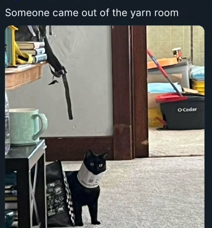 Black cat with a paper collar stuck in a bag, fitting perfectly with popular cat memes to brighten your day.