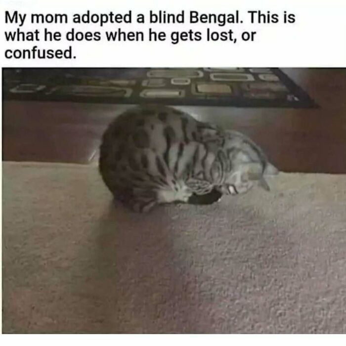 Blind Bengal cat curled up on carpet, demonstrating behavior when lost or confused, perfect for cat memes lovers.