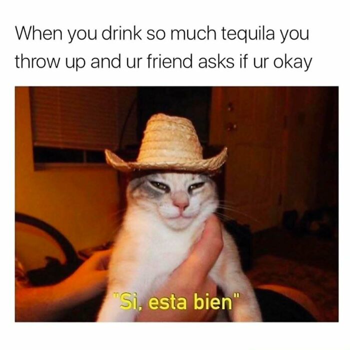 Cat meme with a cat wearing a small straw hat, captioned for humor about drinking tequila and feeling okay.