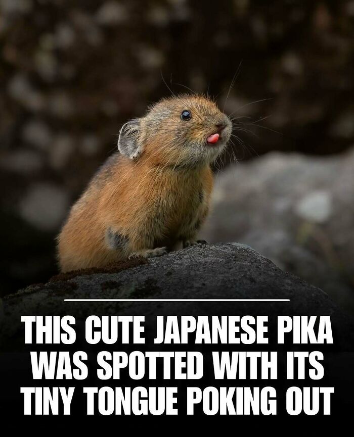 Cute Japanese pika with tiny tongue poking out, a perfect photo of cute animals to melt your day's stress and anxiety.