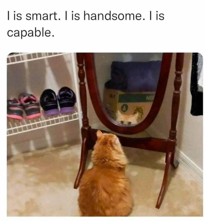 Orange cat looking at itself confidently in a mirror, perfect for cat memes lovers spending time online.