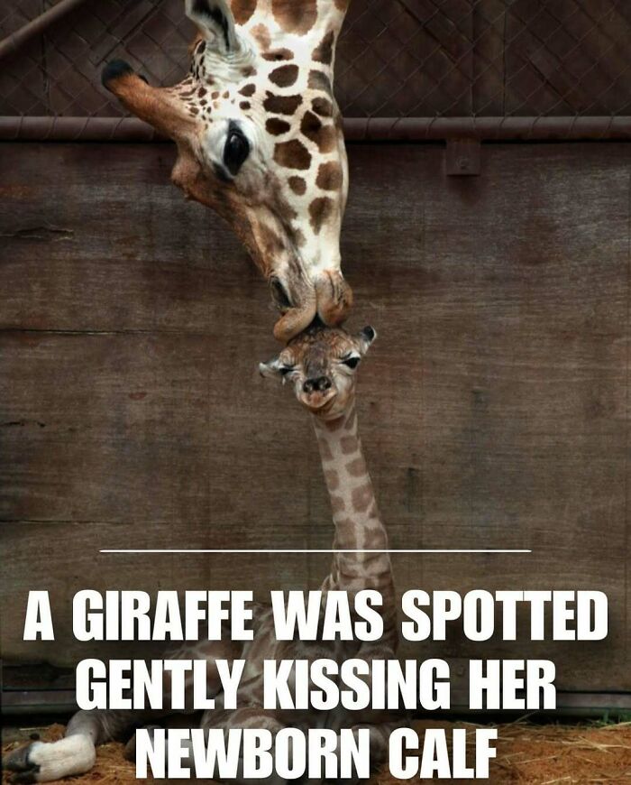 Giraffe gently kissing her newborn calf, showcasing a cute animal moment that melts stress and anxiety instantly.