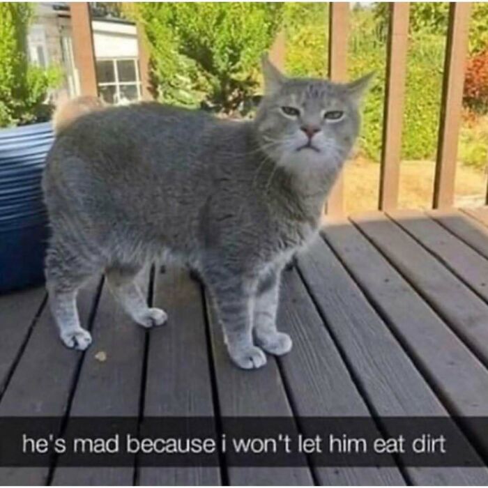 Gray cat standing on a wooden deck with a caption about a cat meme showing a frustrated expression.