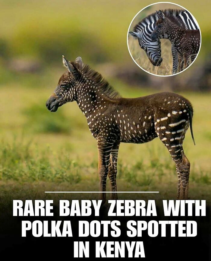Rare baby zebra with polka dots standing in a grassy field, showcasing a unique pattern among cute animals to melt stress.