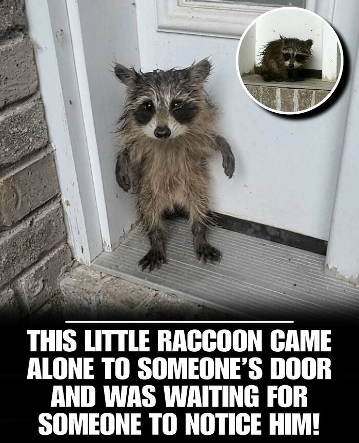 Cute raccoon standing at a door, one of the adorable photos of cute animals to instantly melt stress and anxiety.