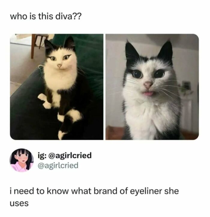 Cat meme featuring a black and white cat with eyeliner-like markings, perfect for fans of cat memes and humor.