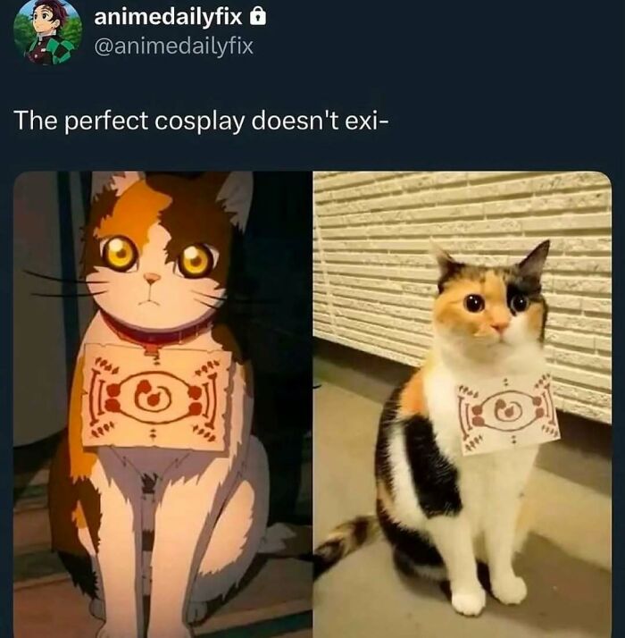 Calico cat perfectly resembling an anime cosplay, making fans of cat memes and cosplay enthusiasts smile.