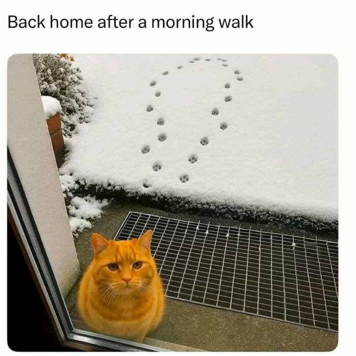 Orange cat sitting outside a door on a snowy morning with paw prints in the snow, perfect for cat memes lovers.