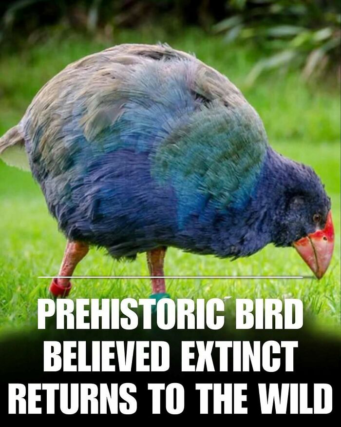 Colorful prehistoric bird with blue and green feathers standing on grass, showcasing cute animals to reduce stress and anxiety.