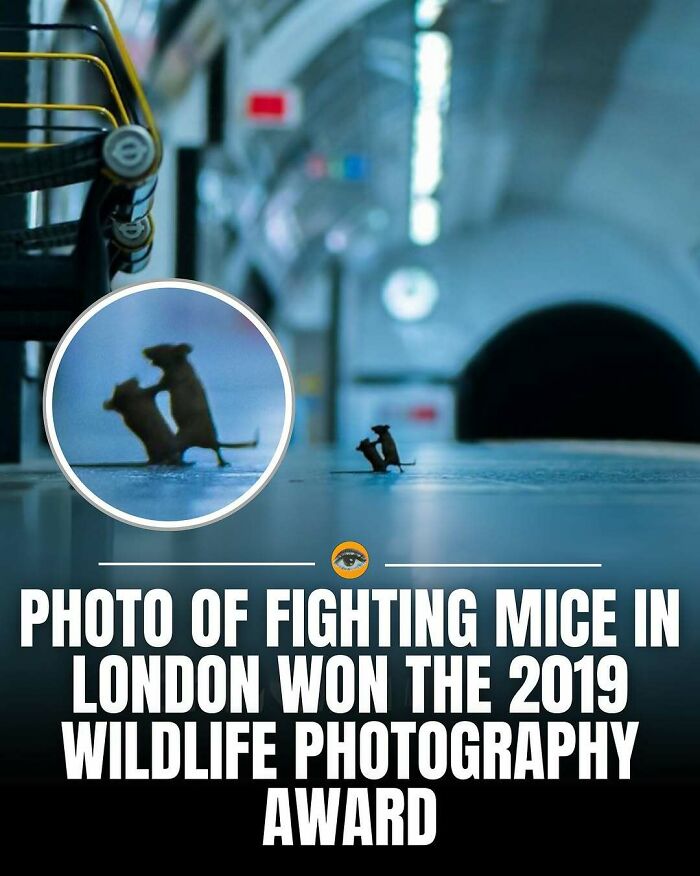 Photo of two fighting mice in London captures lighthearted wildlife moment winning 2019 photography award.