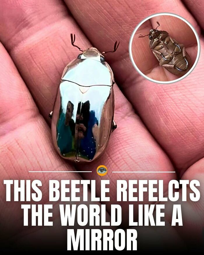 Shiny beetle reflecting its surroundings on a hand, showcasing lighthearted facts and pics about nature's curiosities.