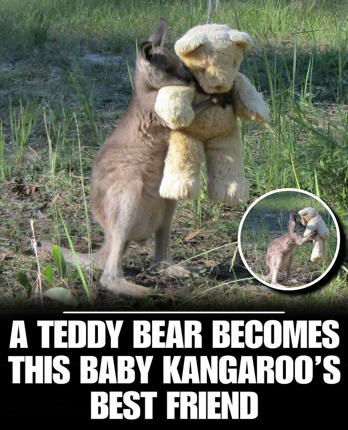 Baby kangaroo hugging a soft teddy bear in a grassy area, showcasing cute animals that melt stress and anxiety.