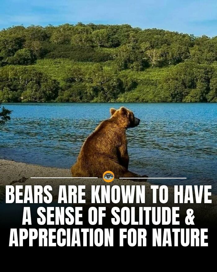 Bear sitting by a lake surrounded by trees, illustrating lighthearted facts and nature appreciation.