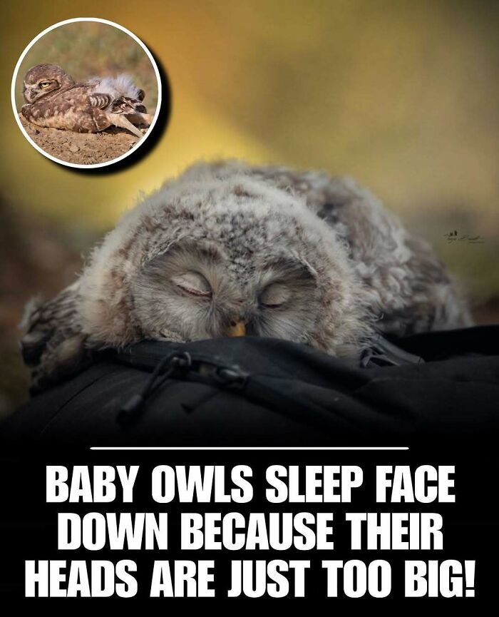 Sleeping baby owl resting face down with caption about big heads, a cute animal photo to melt stress and anxiety.