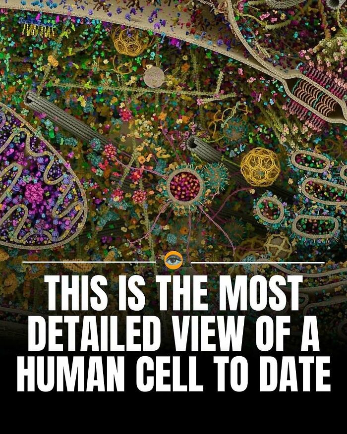 Highly detailed and colorful 3D illustration of a human cell, showcasing intricate structures and components inside.