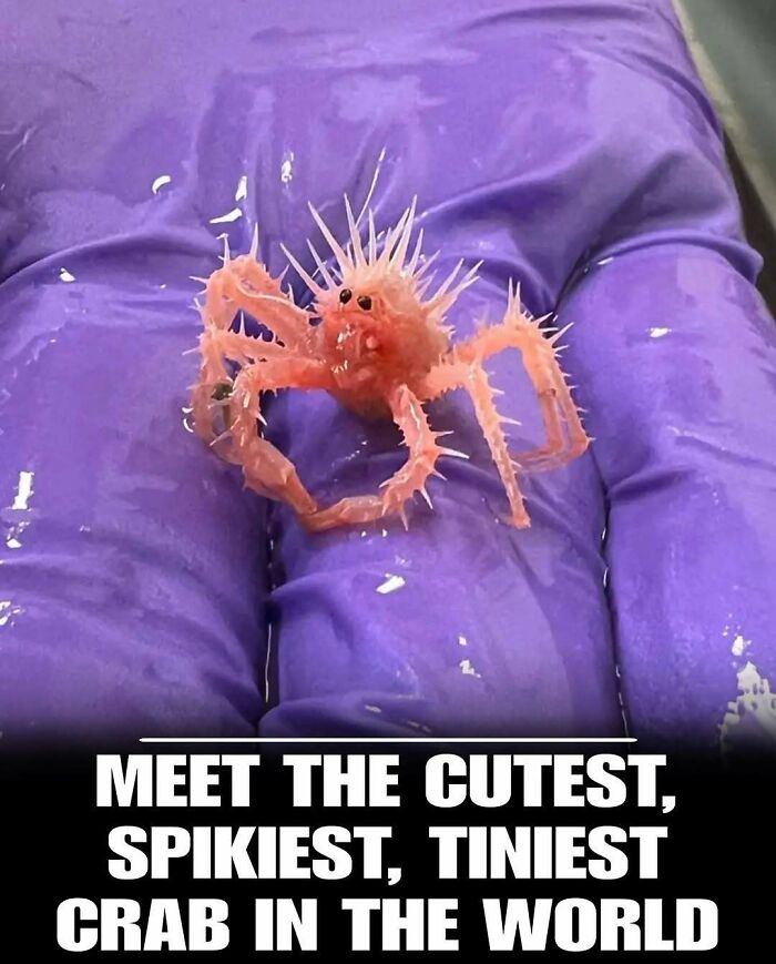 Tiny spiky crab resting on a gloved hand, showcasing one of the cutest animals to melt stress and anxiety.