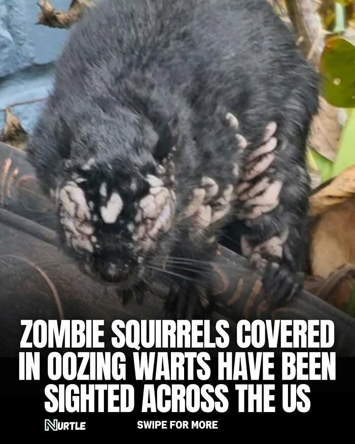Zombie squirrels covered in oozing warts spotted in the US, one of the random facts that are fun to know.