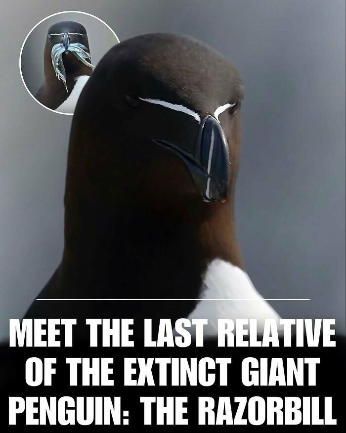 Close-up of a razorbill bird, one of the cute animals featured to help melt stress and anxiety.