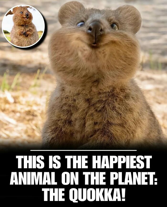 Close-up of a cute quokka with a smiling expression, one of the most adorable animals to melt stress and anxiety.