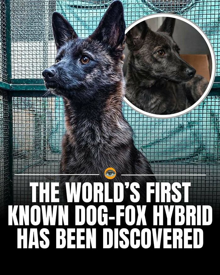 Rare dog-fox hybrid with unique dark fur stands alert in a cage, featured in lighthearted facts and pics collection.