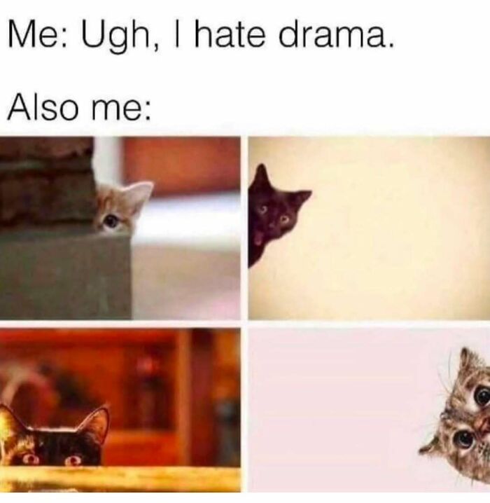 Four curious cats peeking around corners illustrating the humor of spending time looking at cat memes.