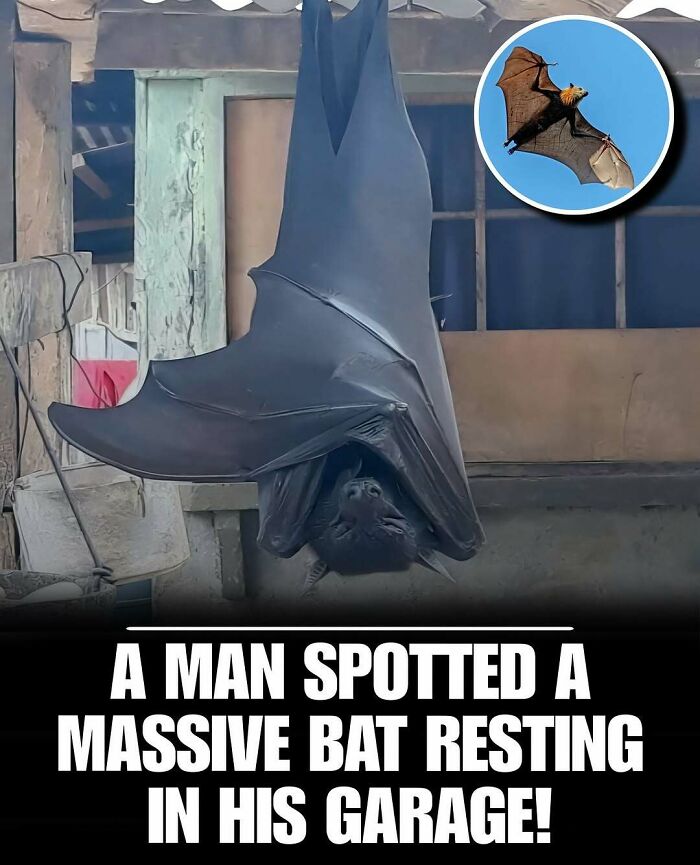 Massive cute bat hanging upside down in a garage, showcasing adorable wildlife that can melt your day’s stress and anxiety.