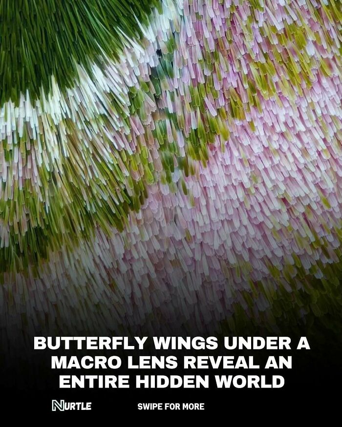 Close-up of butterfly wings showing intricate details under a macro lens for fun random facts to know.