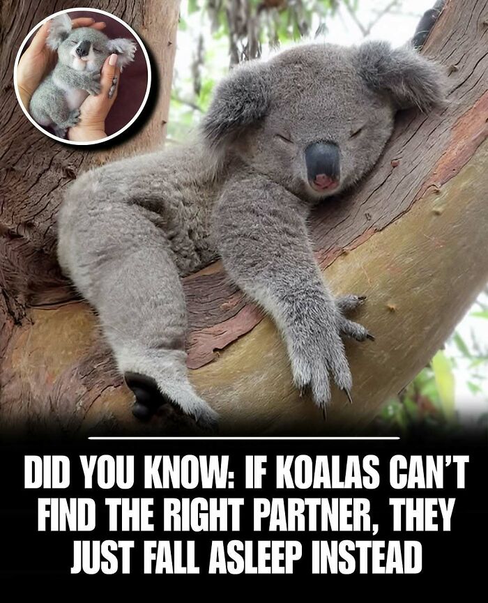 Sleeping koala resting on a tree branch, a cute animal that helps to instantly melt stress and anxiety.