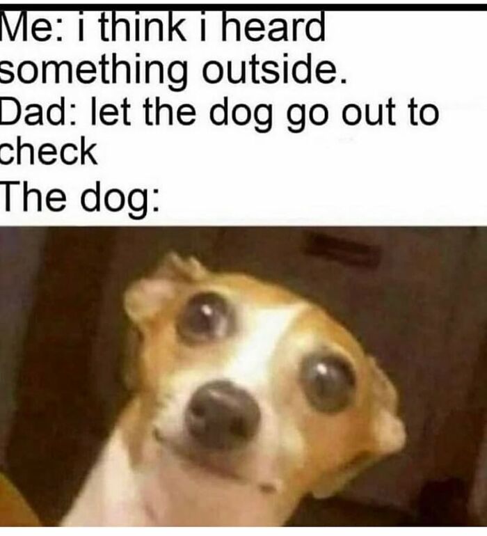 Funny meme showing a confused dog’s wide-eyed reaction in a random memes collection for unexpected humor.