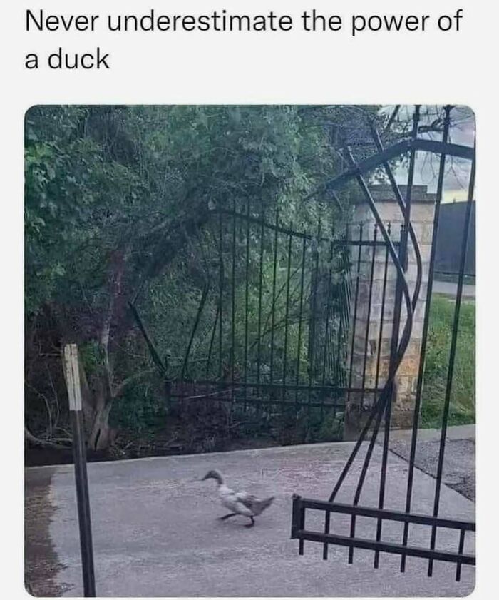 Duck running through a bent open gate with caption about not underestimating the power of a duck in a funny meme.
