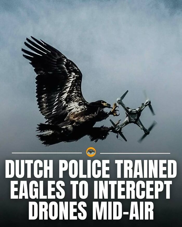 Eagle intercepting a drone mid-air, showcasing a lighthearted fact about trained birds in law enforcement.