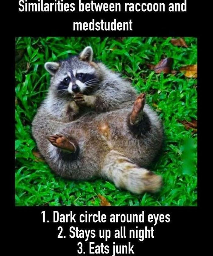 Raccoon lying on grass with text comparing dark circles, staying up late, and junk eating to medstudent humor meme.