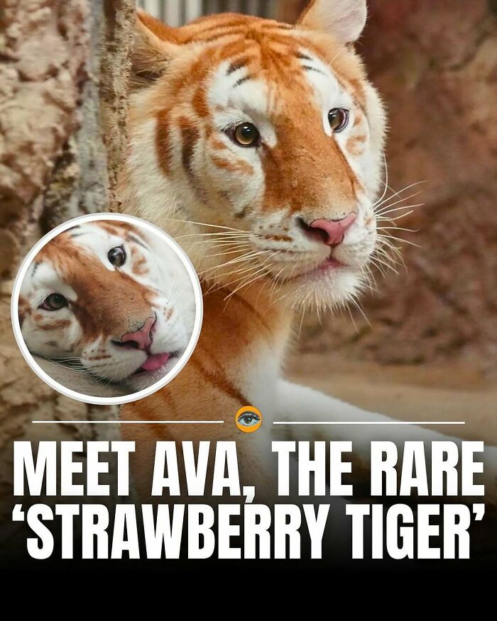 Rare strawberry tiger resting near a rock, showcasing lighthearted facts and pics about this unique tiger breed.