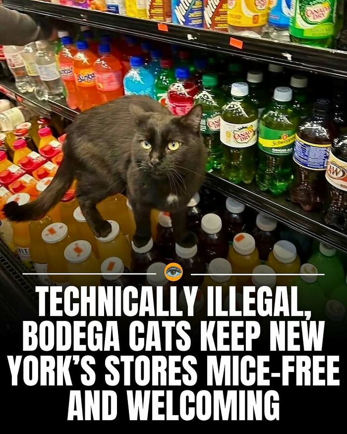 Black bodega cat standing on drinks shelf helping keep New York stores mice-free in a lighthearted and charming fact.