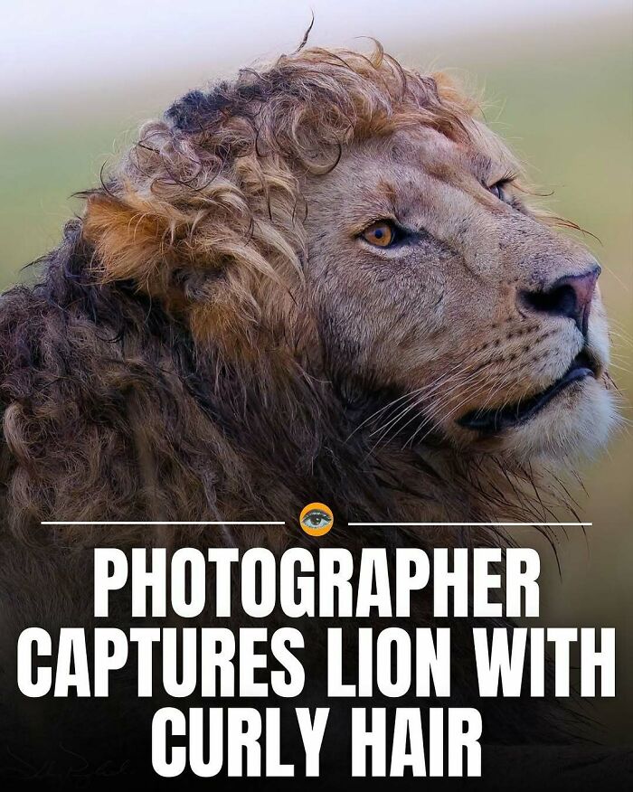 Close-up of a lion with curly hair, showcasing lighthearted facts and pics from wildlife photography.
