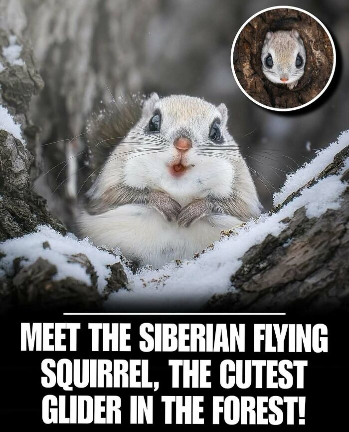 Siberian flying squirrel peeking from snowy tree, one of the cute animals sure to melt your stress and anxiety.