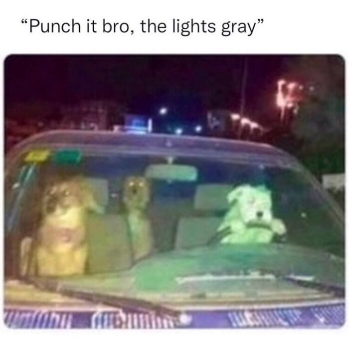 Three dogs sitting inside a car at night with a humorous caption, part of random memes that are funny.