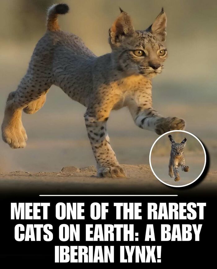 Baby Iberian lynx walking in nature, one of the rarest cute animals to instantly melt your day’s stress and anxiety.