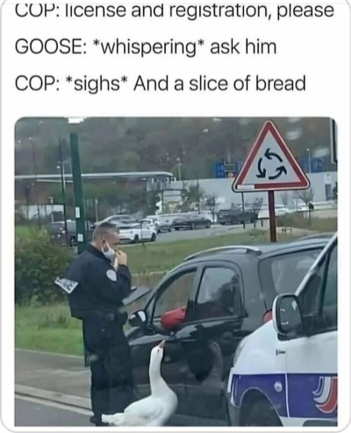 Police officer talking to driver at a traffic stop with a goose humorously involved in the conversation random memes funny moment.