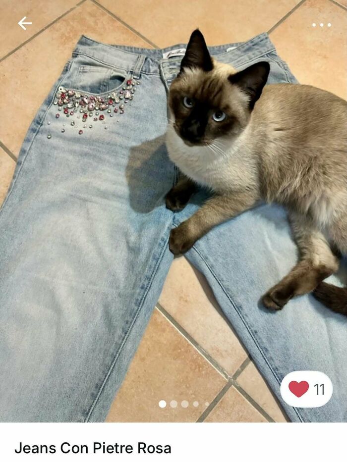 Siamese cat lying on light blue jeans with decorative pink rhinestones, showcasing cats stealing the spotlight in Vinted ads.