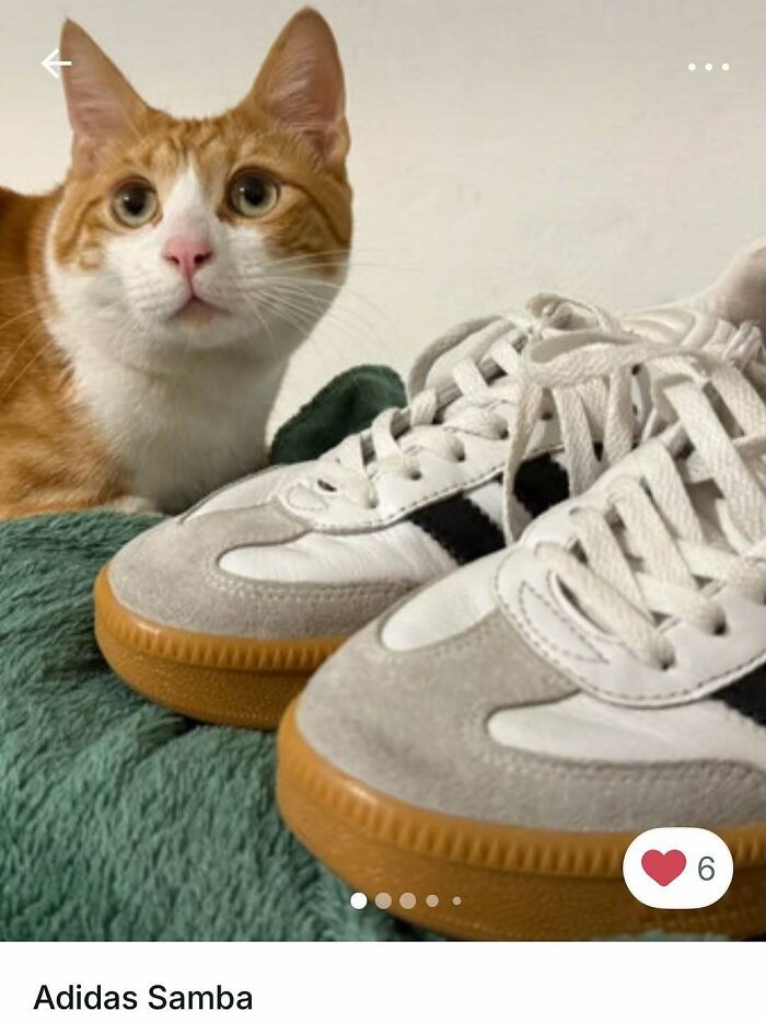 Ginger and white cat beside Adidas Samba sneakers on green blanket, cats stealing spotlight in Vinted ads.