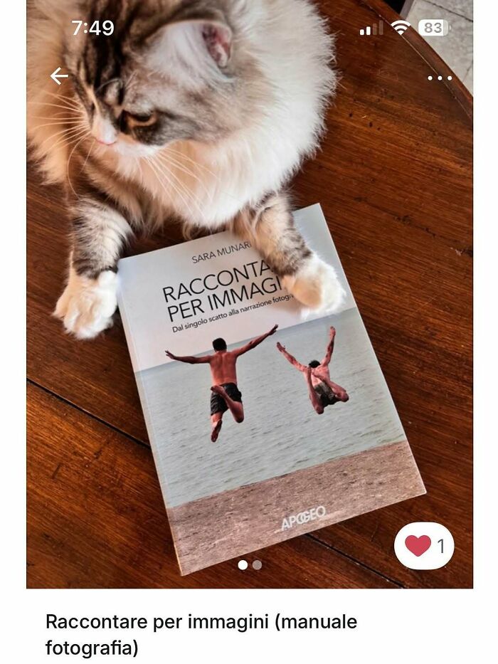 Cat lying on a wooden table with paws on a photography book, showcasing cats stealing the spotlight in ads.