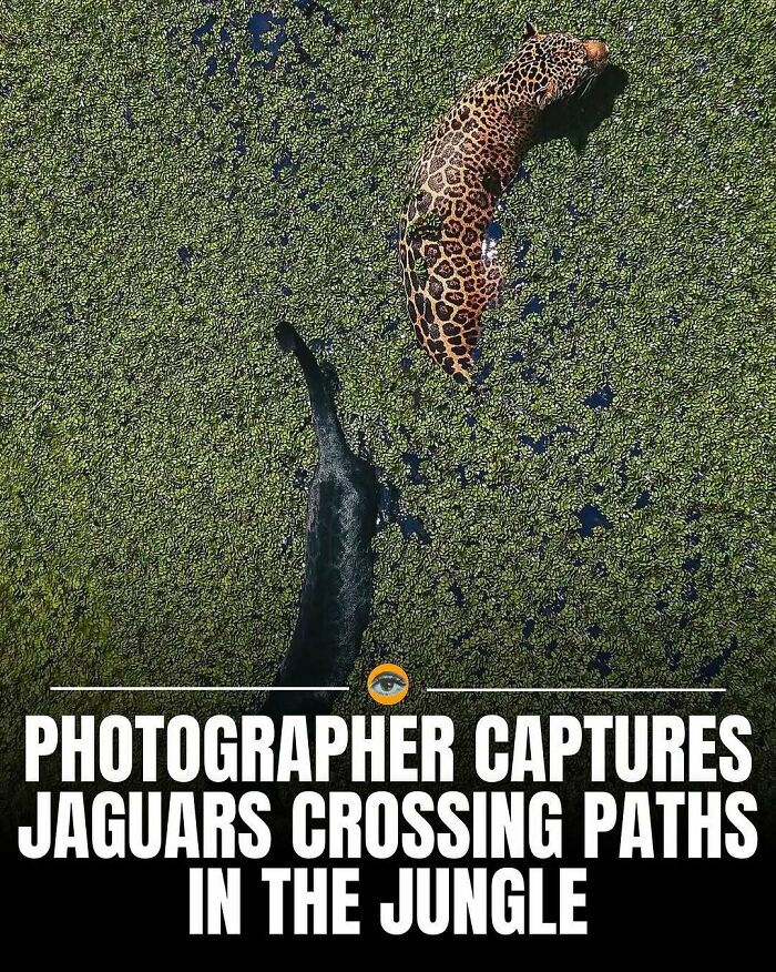 Aerial view of two jaguars crossing paths in green jungle foliage, lighthearted nature facts and pics inspiration.