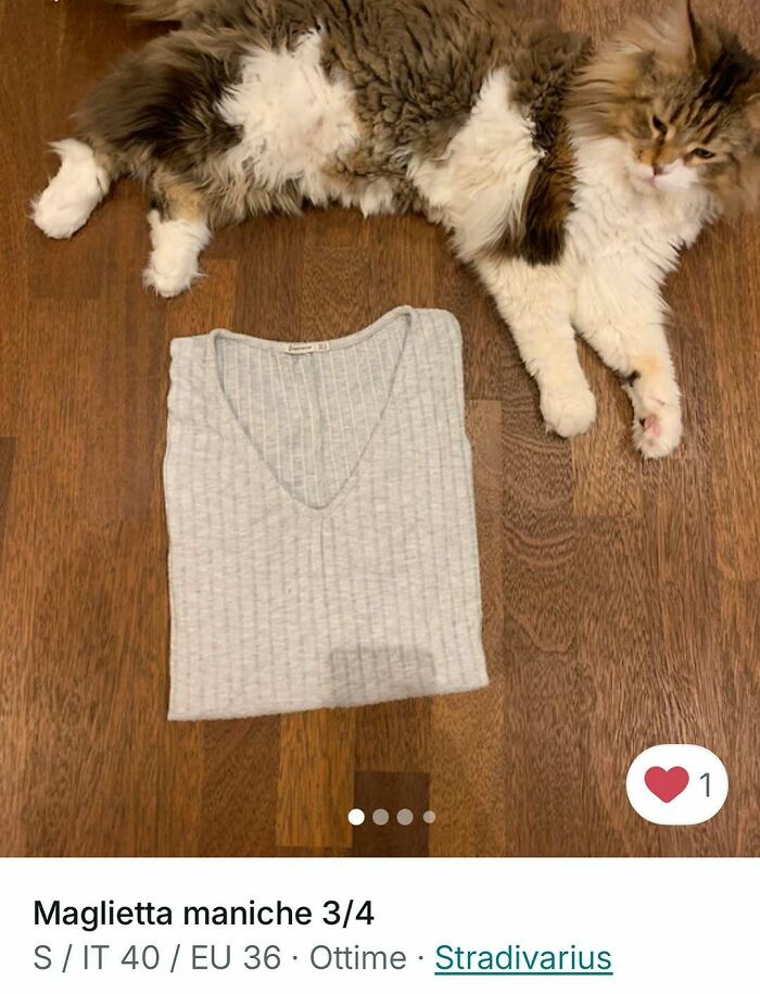 Fluffy cat lying next to a folded gray sweater on wooden floor in a Vinted ad with cats spotlight theme.