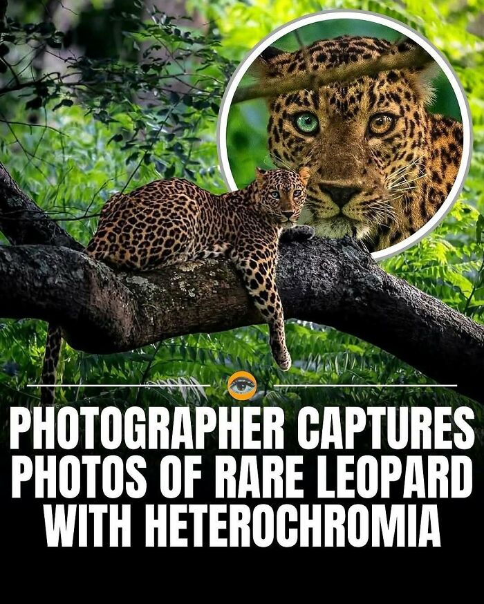 Rare leopard with heterochromia resting on a tree branch in lush green forest capturing lighthearted facts and pics.