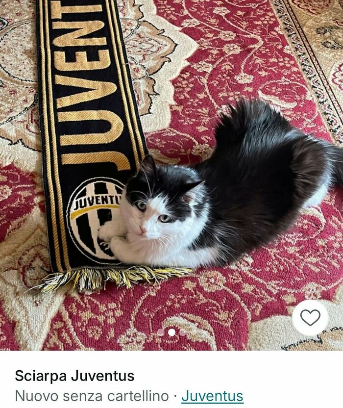Black and white cat lying on a Juventus scarf on a red patterned carpet, capturing cats stealing the spotlight in ads.