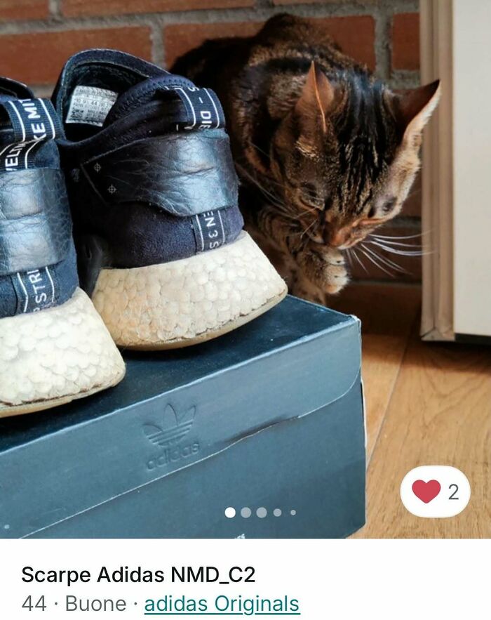 Tabby cat beside a pair of Adidas sneakers on a box, showcasing cats stealing the spotlight in Vinted ads.